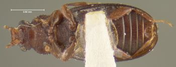 Media type: image;   Entomology 24522 Aspect: habitus ventral view